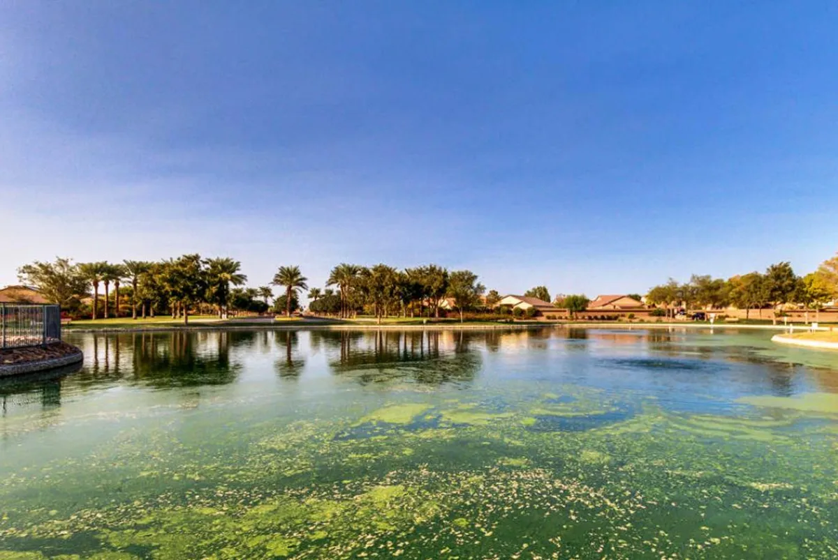 A tranquil scene by a calm lake with lush palm trees and residential buildings in the background. The setting is ideal for walking, picnicking, or simply enjoying the serene outdoors.